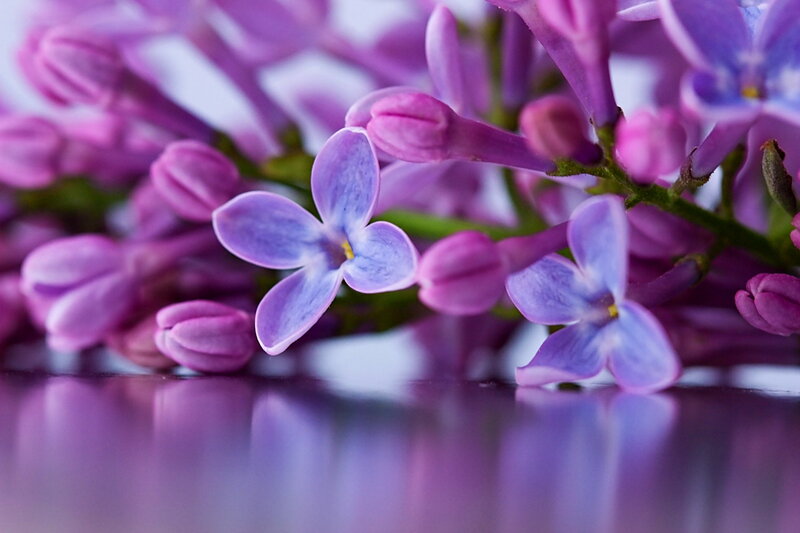 Purple Lilac Flowers — Calm, Spring, Photograph, Buds, Stem, Reflection