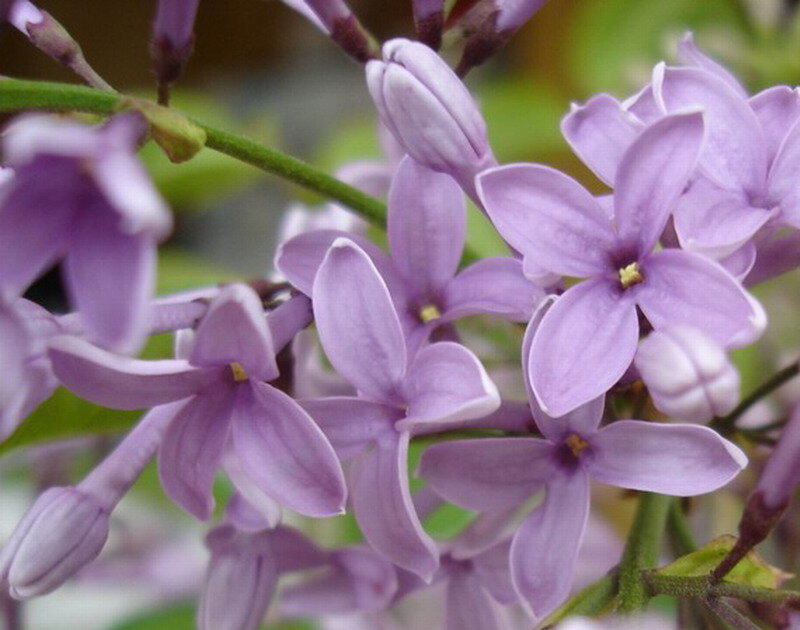 Purple Lilac Flowers — Calm, Spring, Photograph, Buds, Stem