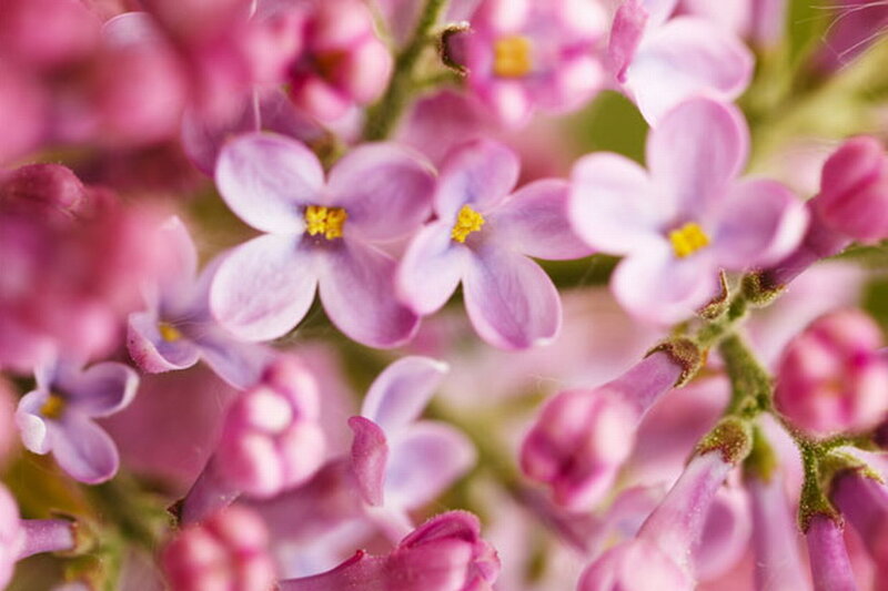 Purple Lilac Flowers — Calm, Spring, Photograph, Buds, Stems