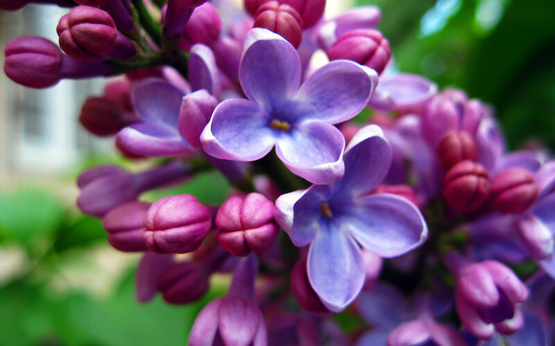 Purple Lilac Flowers — Calm, Spring, Photograph, Buds