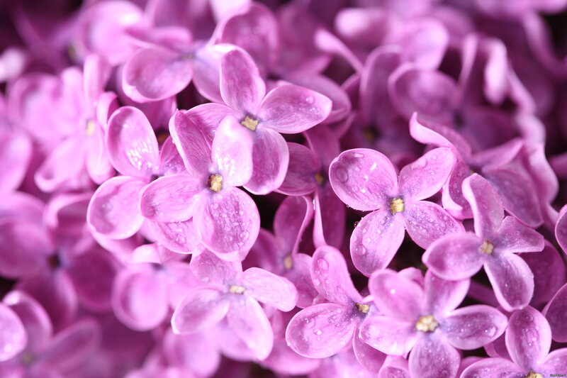 Purple Lilac Flowers — Calm, Spring, Photograph, Flower, Petal