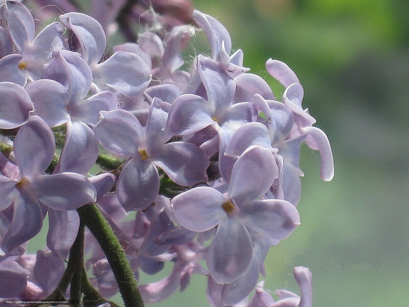 Purple Lilac Flowers — Calm, Spring, Photograph, Flower, Stem
