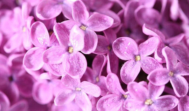 Purple Lilac Flowers — Calm, Spring, Photograph, Flower
