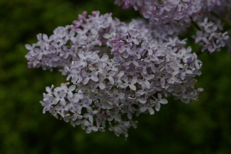 Purple Lilac Flowers — Calm, Spring, Photograph, Green Foliage