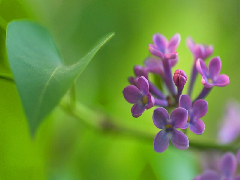 Purple Lilac Flowers — Calm, Spring, Photograph, Green Leaf, Flower Cluster