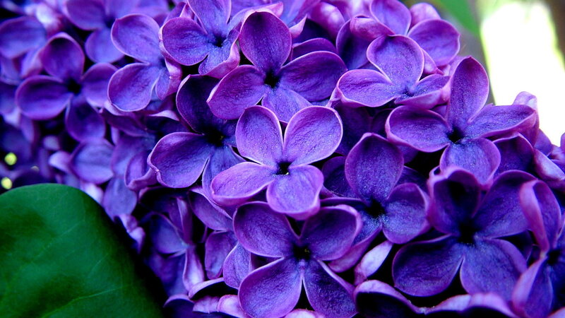 Purple Lilac Flowers — Calm, Spring, Photograph, Green Leaf