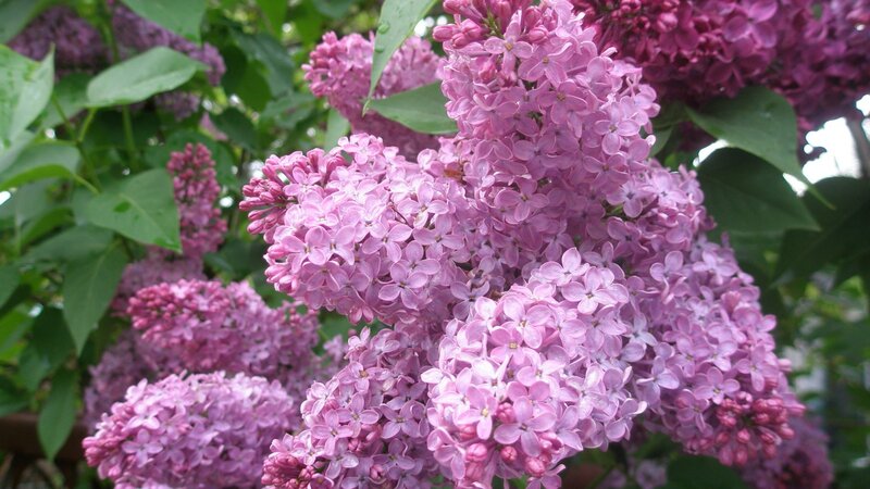 Purple Lilac Flowers — Calm, Spring, Photograph, Green Leaves, Bloom
