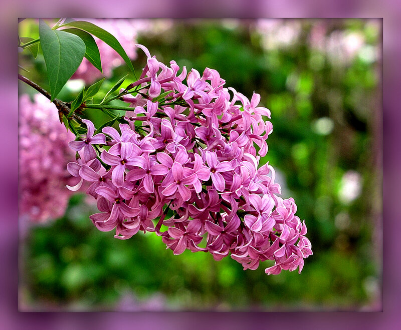 Purple Lilac Flowers — Calm, Spring, Photograph, Green Leaves, Branch, Bloom