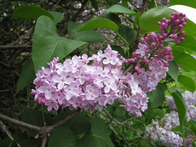 Purple Lilac Flowers — Calm, Spring, Photograph, Green Leaves, Branches
