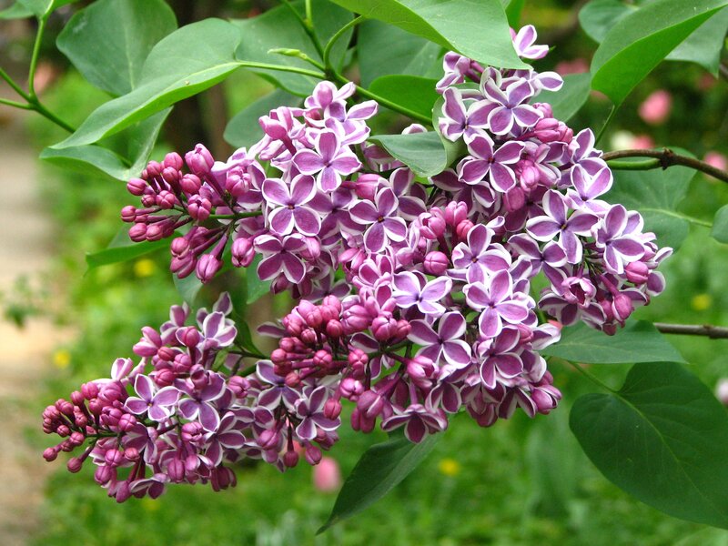 Purple Lilac Flowers — Calm, Spring, Photograph, Green Leaves, Buds