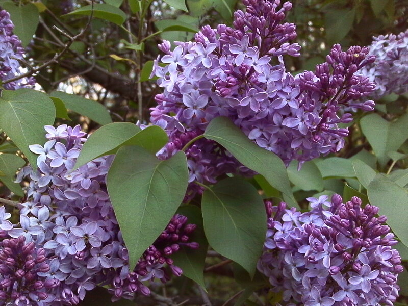 Purple Lilac Flowers — Calm, Spring, Photograph, Green Leaves, Flower Buds, Bee