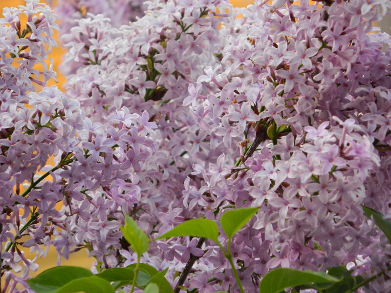Purple Lilac Flowers — Calm, Spring, Photograph, Green Leaves, Flower Clusters