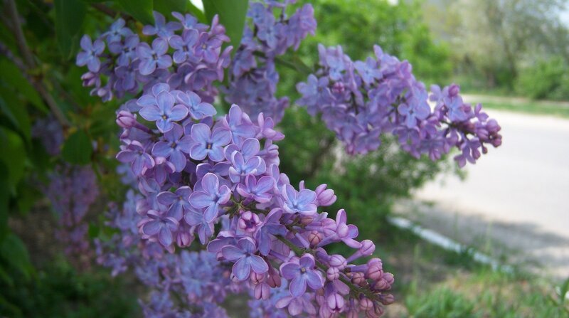 Purple Lilac Flowers — Calm, Spring, Photograph, Green Leaves, Road