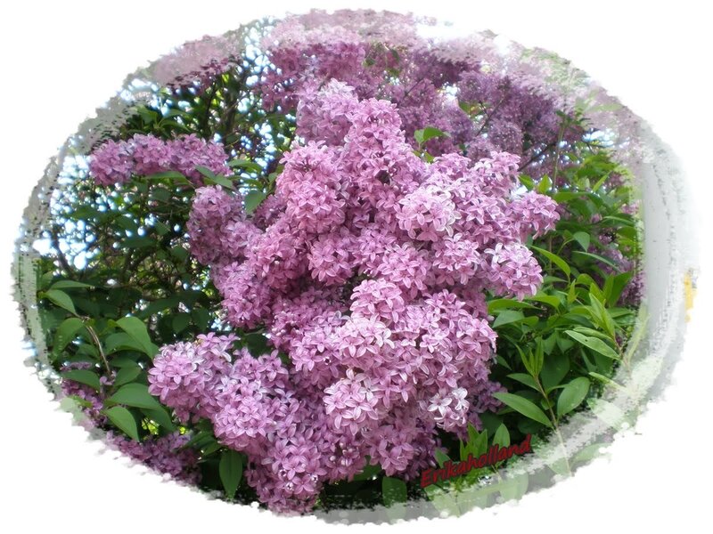 Purple Lilac Flowers — Calm, Spring, Photograph, Green Leaves