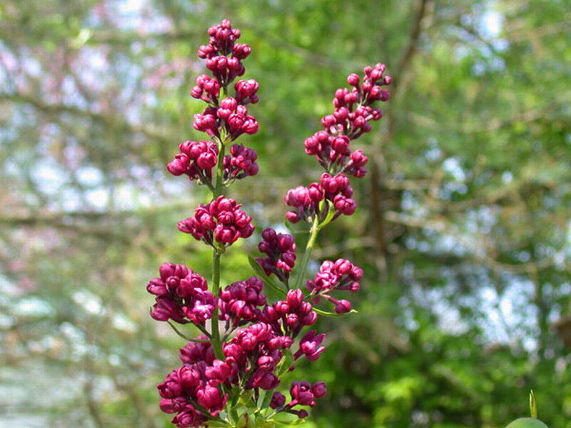 Purple Lilac Flowers — Calm, Spring, Photograph, Green Leaves, Trees
