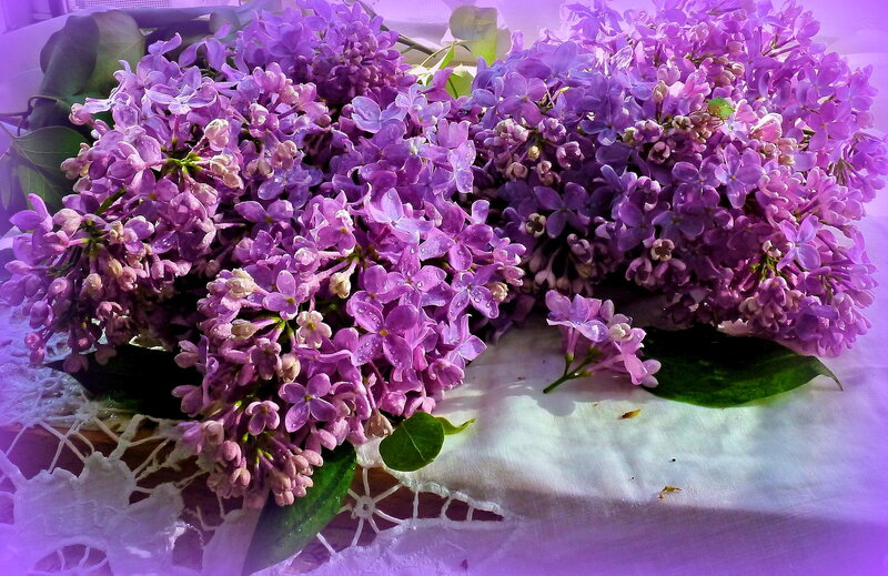 Purple Lilac Flowers — Calm, Spring, Photograph, Green Leaves, White Cloth