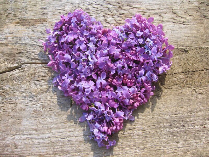 Purple Lilac Flowers — Calm, Spring, Photograph, Heart Shape