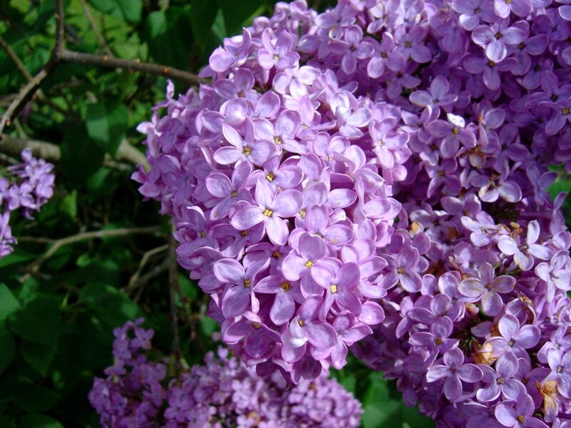 Purple Lilac Flowers — Calm, Spring, Photograph, Leaves, Branch