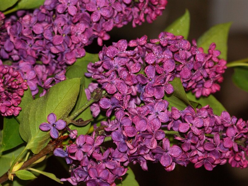 Purple Lilac Flowers — Calm, Spring, Photograph, Leaves, Buds, Droplets