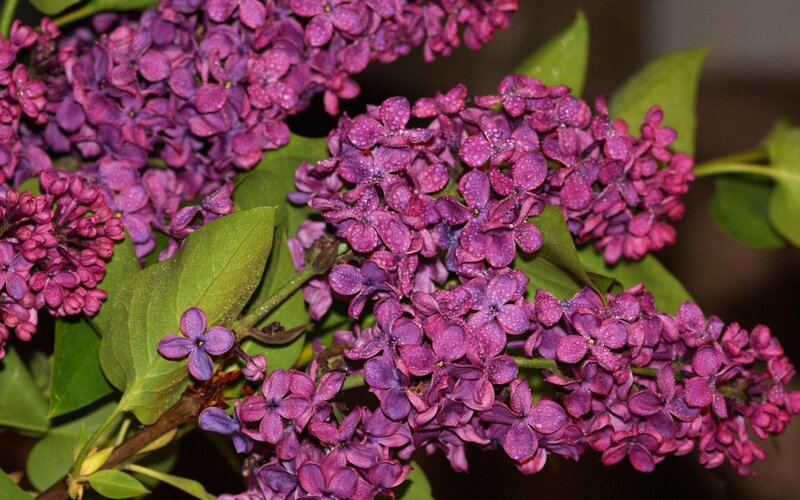 Purple Lilac Flowers — Calm, Spring, Photograph, Leaves, Buds