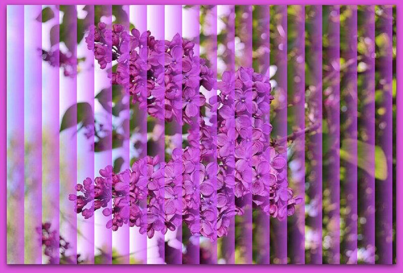 Purple Lilac Flowers — Calm, Spring, Photograph, Leaves, Vertical Stripes
