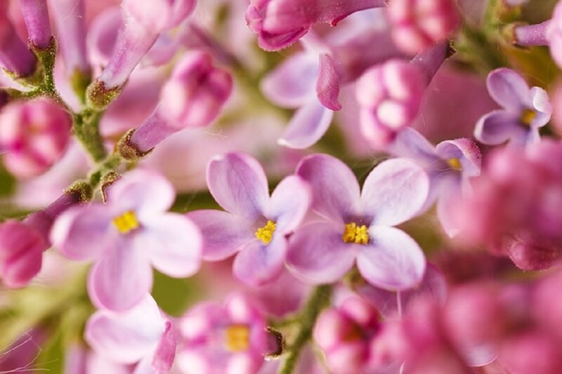 Purple Lilac Flowers — Calm, Spring, Photograph, Stems
