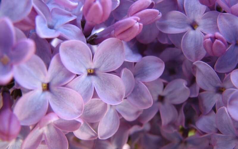 Purple Lilac Flowers — Calm, Spring, Photograph