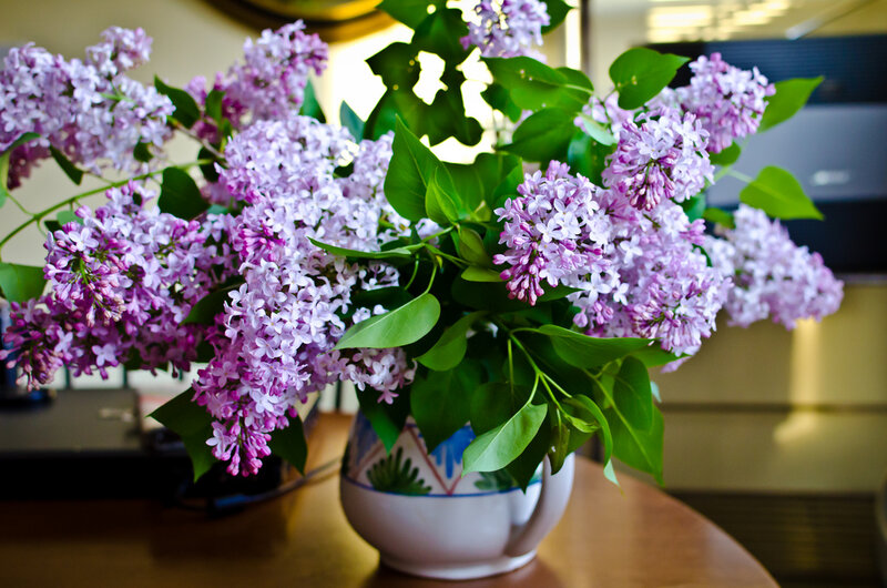 Purple Lilac Flowers — Calm, Spring, Photograph, Vase