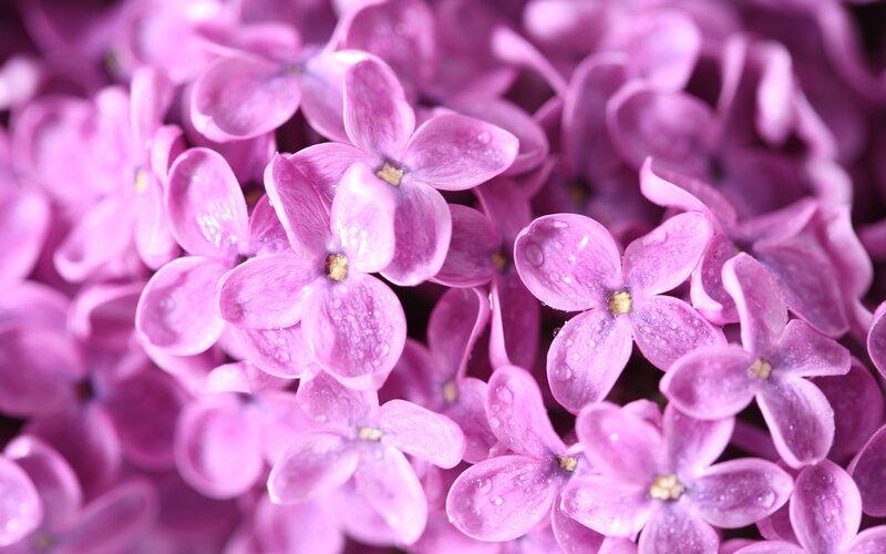 Purple Lilac Flowers — Calm, Spring, Photograph, Water Droplets