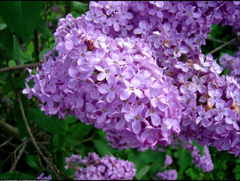 Purple Lilac Flowers — Calm, Spring