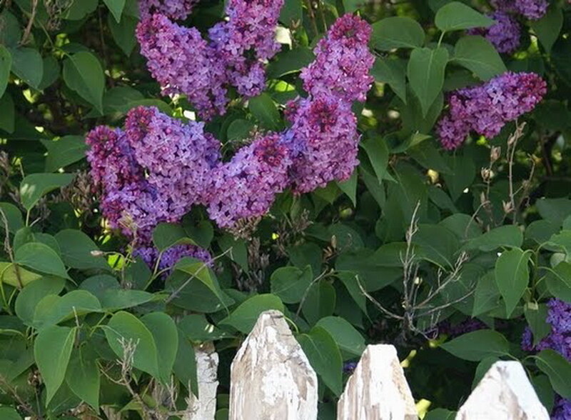 Purple Lilac Flowers — Calm, Summer
