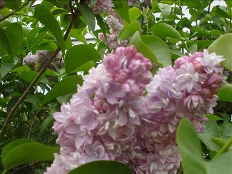 Purple Lilac Flowers — Calm