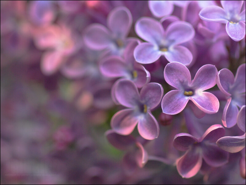 purple lilac flowers close-up