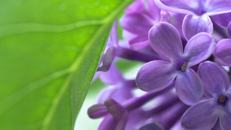 purple lilac flowers close-up