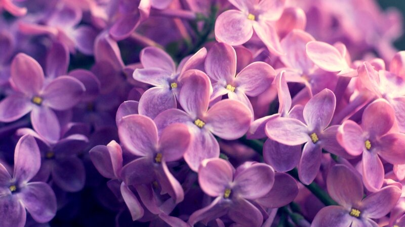 purple lilac flowers close-up
