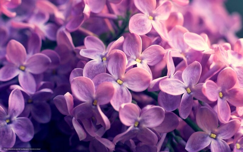 purple lilac flowers close-up