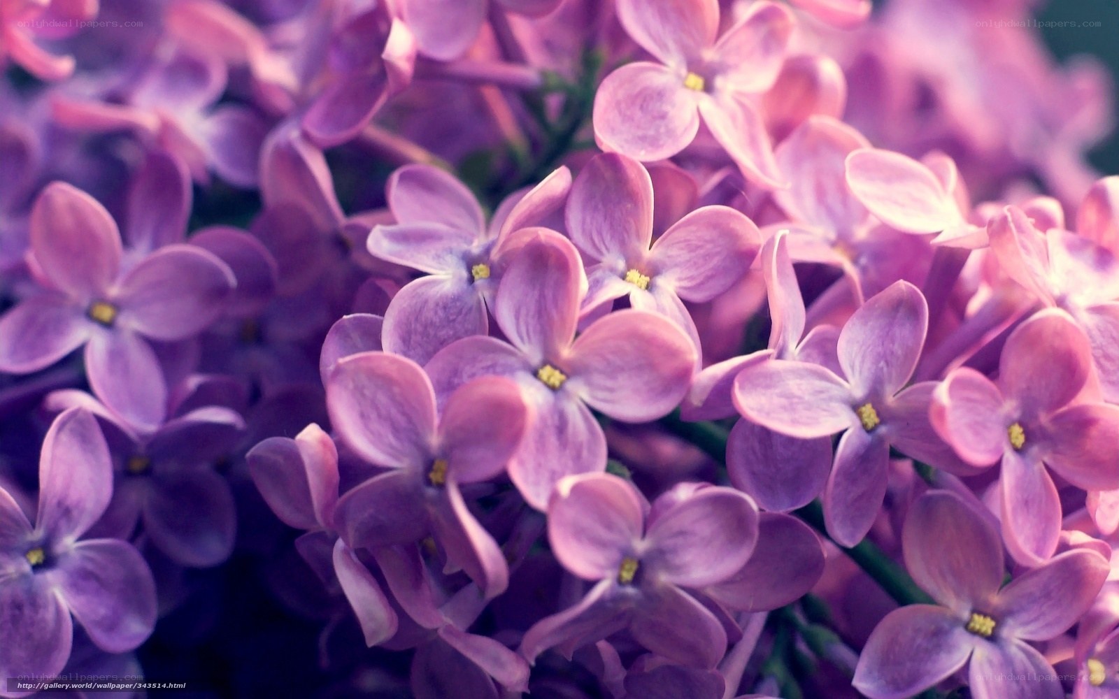 purple lilac flowers close-up