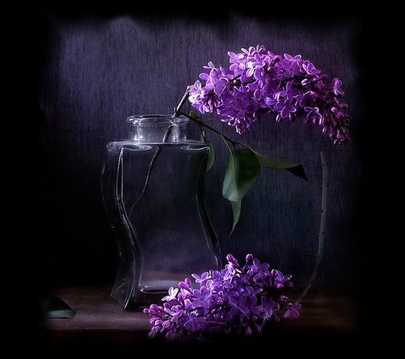 Purple Lilac Flowers — Dramatic, Night