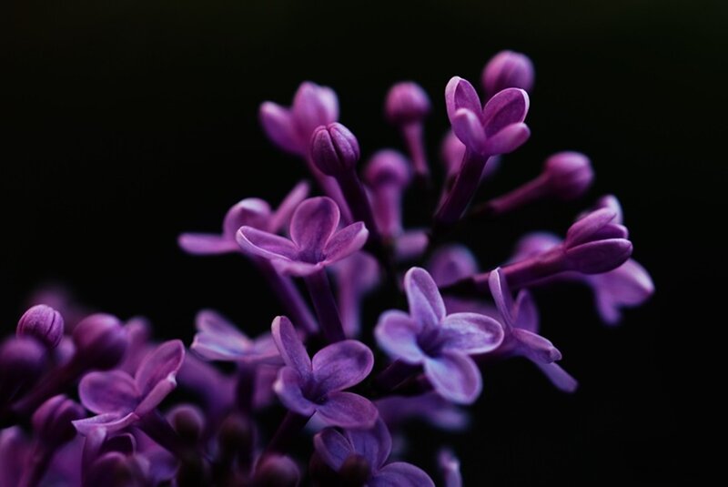 Purple Lilac Flowers — Dramatic, Photograph, Blossoms