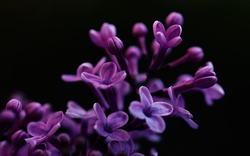 Purple Lilac Flowers — Dramatic, Photograph, Buds, Dark Background