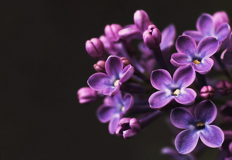Purple Lilac Flowers — Dramatic, Photograph, Buds