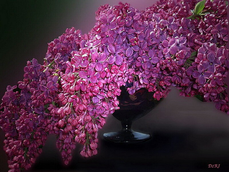 Purple Lilac Flowers — Dramatic, Photograph