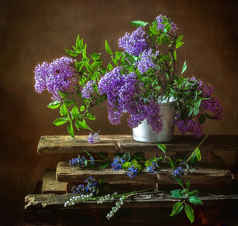 Purple Lilac Flowers — Dramatic, Spring