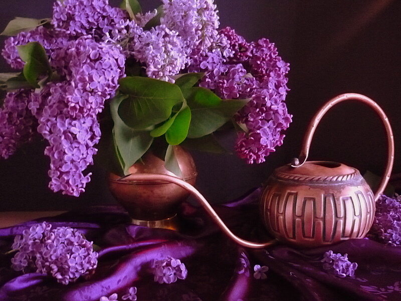 Purple Lilac Flowers — Dramatic