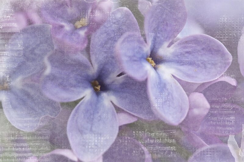 Purple Lilac Flowers — Dreamy, Digital Art