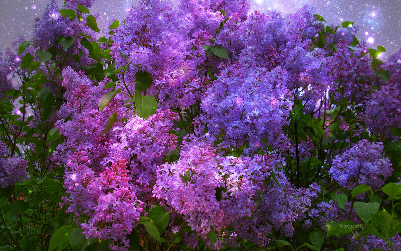 Purple Lilac Flowers — Dreamy, Night