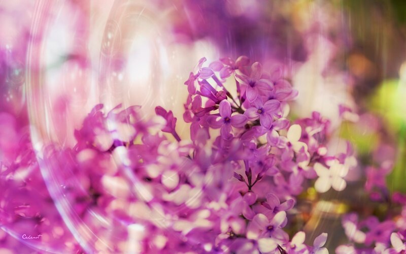 Purple Lilac Flowers — Dreamy, Spring