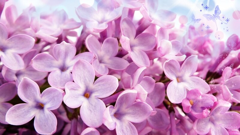 Purple Lilac Flowers — Dreamy