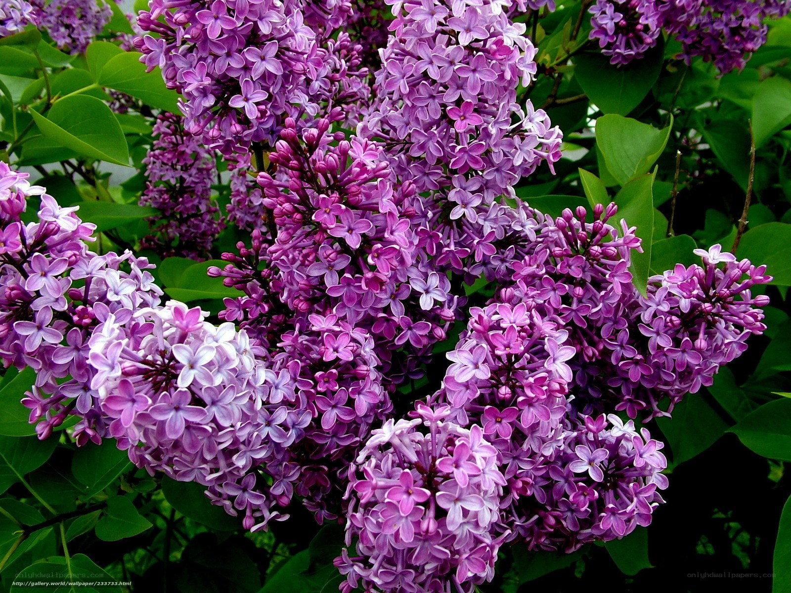 purple lilac flowers in bloom