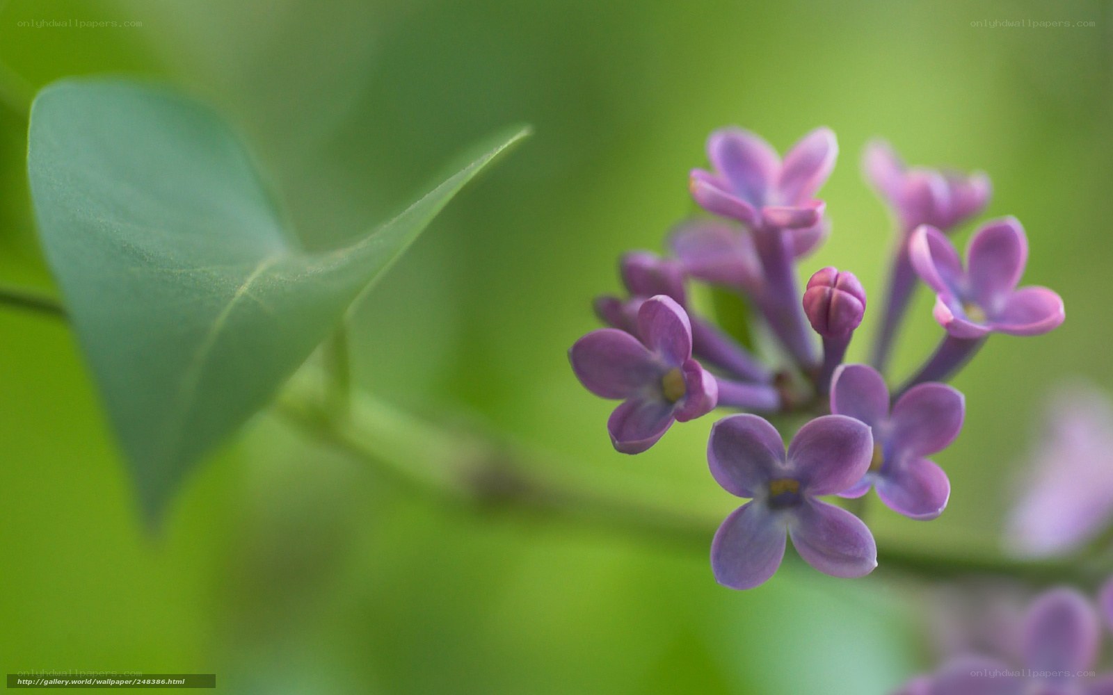 purple lilac flowers in bloom